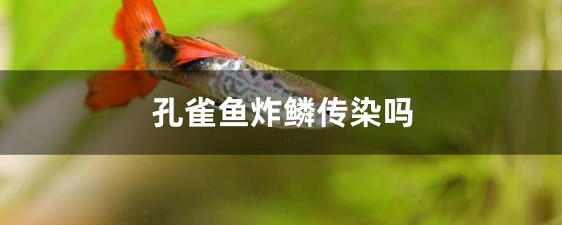 孔雀魚炸鱗傳染嗎 胭脂孔雀龍魚