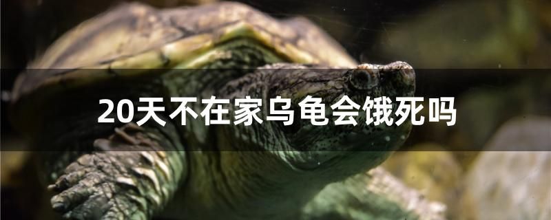 20天不在家烏龜會餓死嗎 馬拉莫寶石魚苗