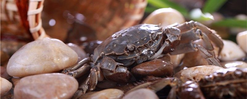 螃蟹能在陸地上存活嗎能在陸地上呆多久 豹紋夫魚(yú)苗