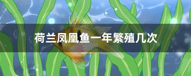 荷蘭鳳凰魚一年繁殖幾次 廣州龍魚批發(fā)市場(chǎng)