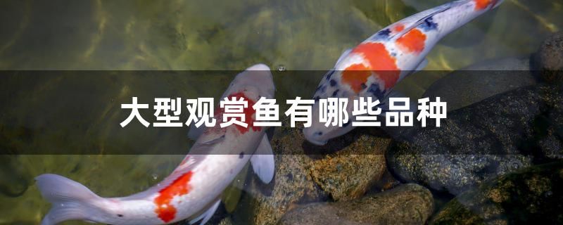 大型觀賞魚有哪些品種 球鯊魚