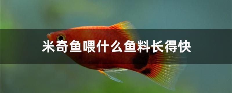 米奇魚喂什么魚料長得快