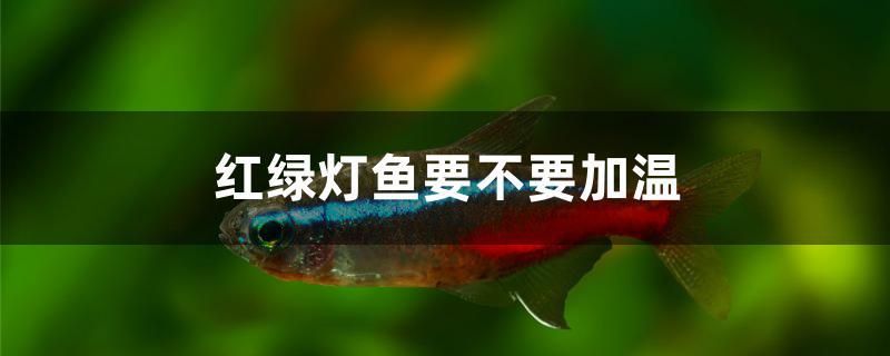 紅綠燈魚要不要加溫