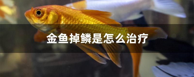 金魚掉鱗是怎么治療