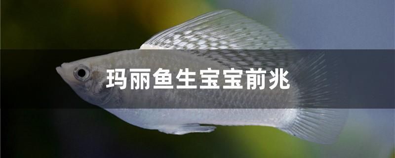 瑪麗魚生寶寶前兆 魚缸等水族設(shè)備