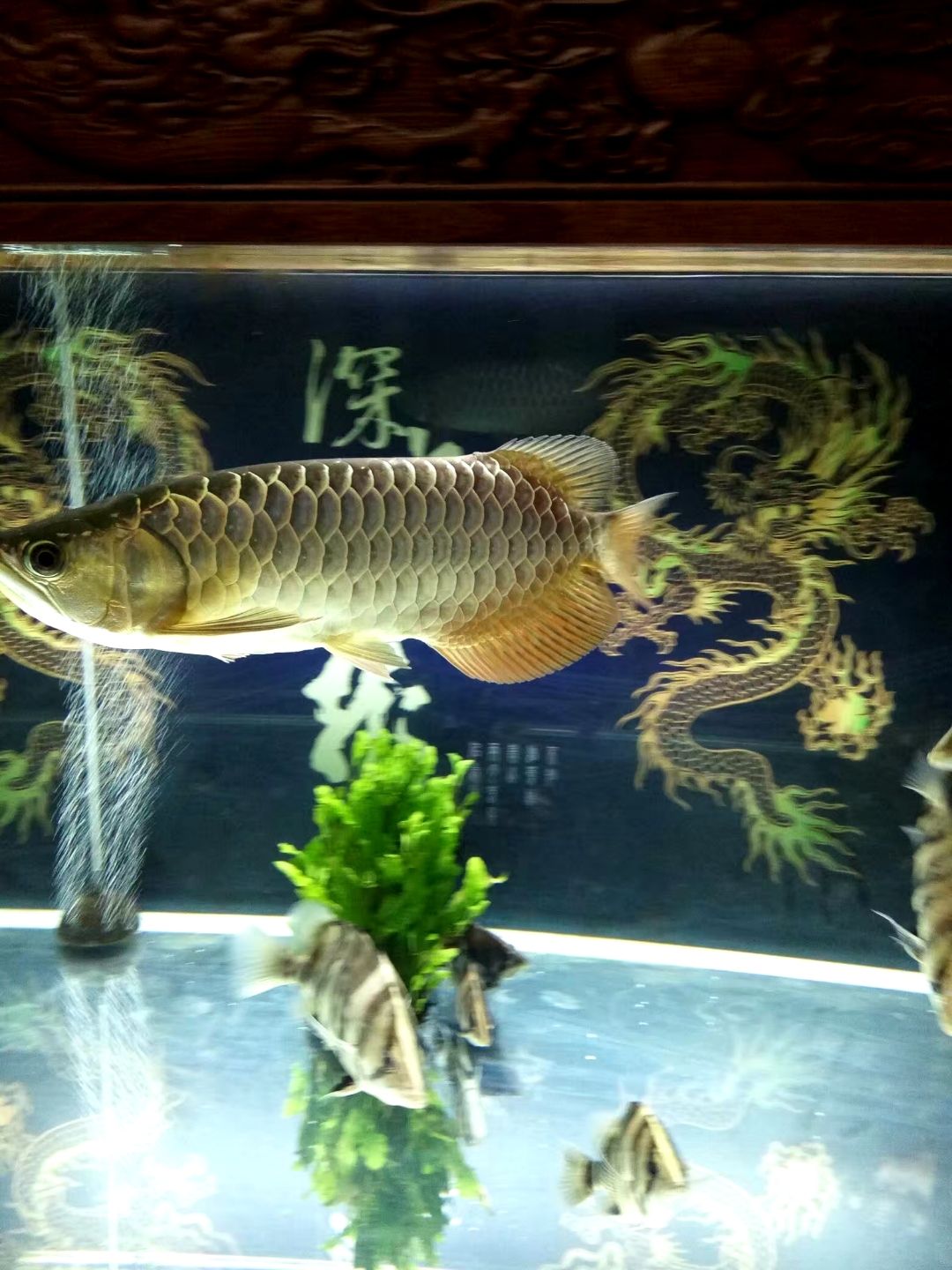 烏龜眼睛鼓包發(fā)白睜不開(kāi)了怎么辦 紅老虎魚(yú) 第3張