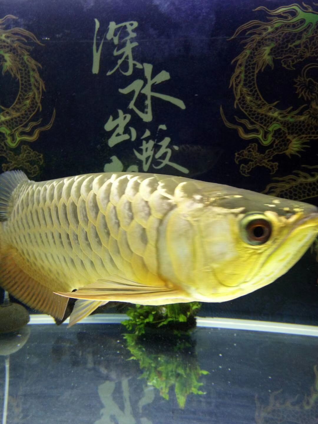 烏龜眼睛鼓包發(fā)白睜不開(kāi)了怎么辦 紅老虎魚(yú) 第5張