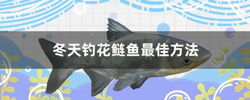 冬天釣花鰱魚最佳方法 龍鳳鯉魚