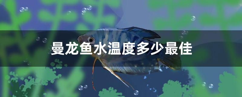 曼龍魚(yú)水溫度多少最佳 白化火箭魚(yú)