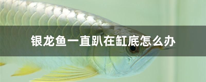 銀龍魚一直趴在缸底怎么辦 九鼎魚缸