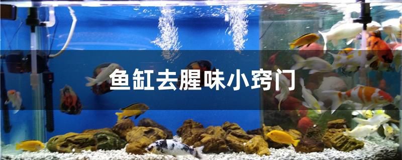 魚(yú)缸去腥味小竅門(mén) 粗線(xiàn)銀版魚(yú)苗