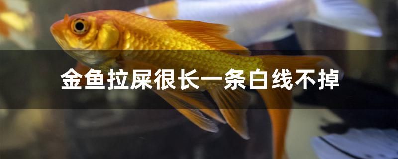 金魚拉屎很長一條白線不掉怎么辦