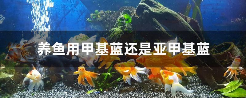 養(yǎng)魚(yú)用甲基藍(lán)還是亞甲基藍(lán) 魚(yú)缸風(fēng)水