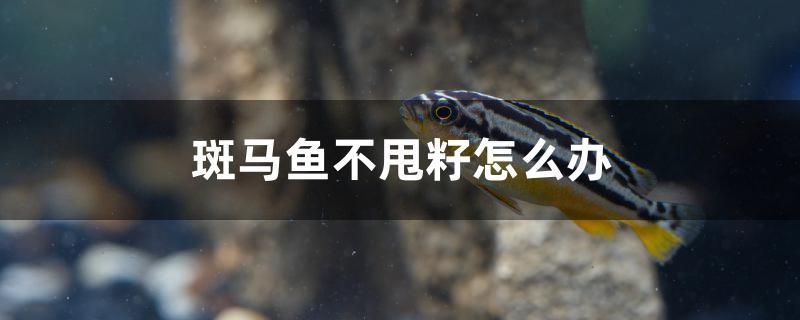 斑馬魚(yú)不甩籽怎么辦 黃金夢(mèng)幻雷龍魚(yú)