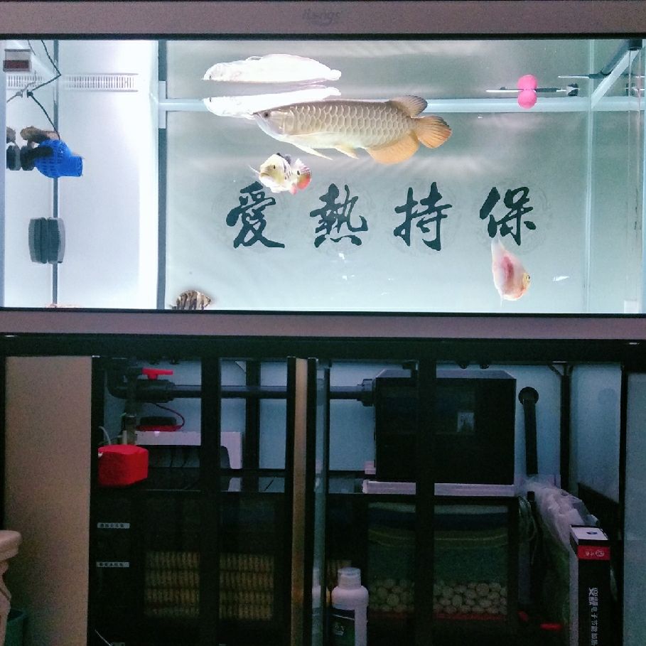 打卡:戒煙養(yǎng)魚。愛龍仕底濾經(jīng)得起考驗(yàn) 觀賞魚論壇 第1張