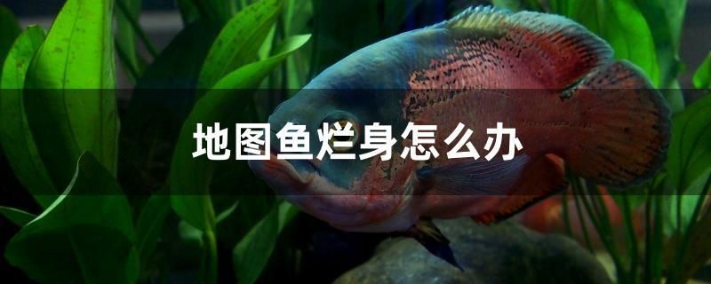 地圖魚爛身怎么辦 巴卡雷龍魚