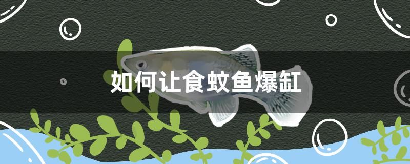 如何讓食蚊魚爆缸 女王大帆魚