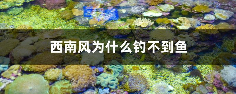 西南風(fēng)為什么釣不到魚