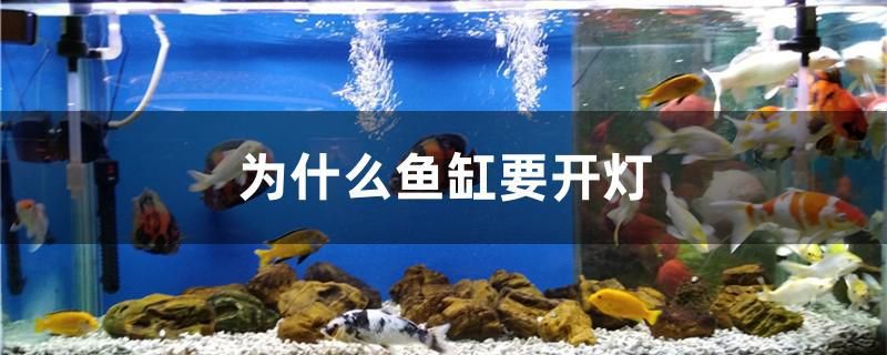 為什么魚缸要開燈 雙線側(cè)魚