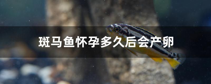 恩施魚缸定做電話多少 恩施魚缸地點 觀賞魚