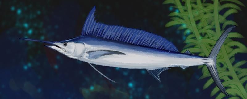 旗魚(yú)和鯊魚(yú)哪個(gè)厲害和劍魚(yú)哪個(gè)厲害 虎魚(yú)百科