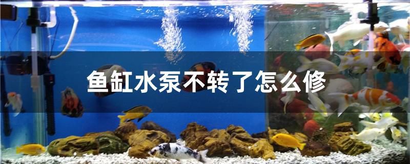 魚缸水泵不轉(zhuǎn)了怎么修 水族主題相關(guān)