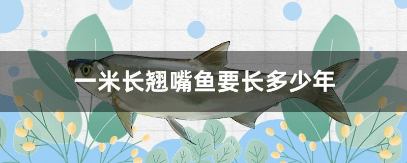 一米長翹嘴魚要長多少年 黃金河虎魚