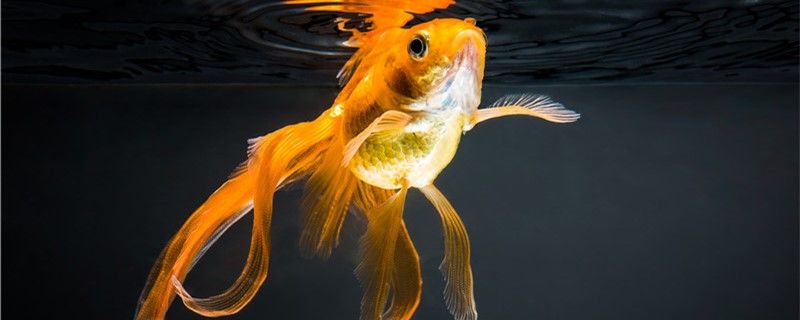 家養(yǎng)金魚會自然繁殖嗎怎么養(yǎng)能繁殖 水族品牌