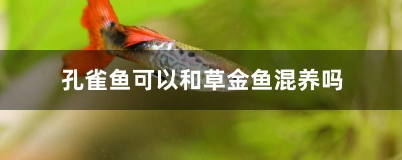 孔雀魚可以和草金魚混養(yǎng)嗎