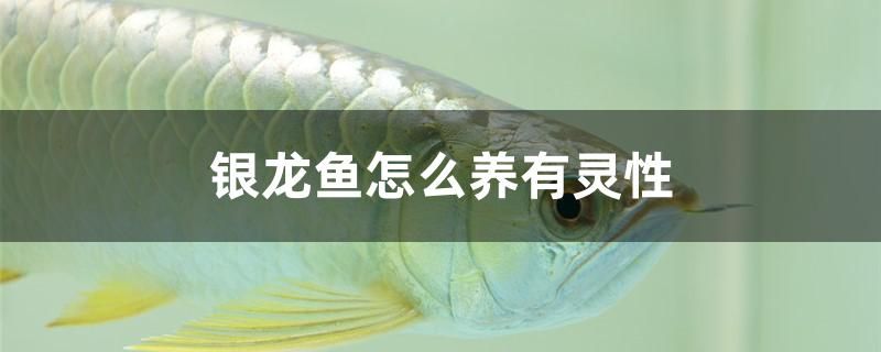 武漢二手魚缸轉(zhuǎn)讓市場 武漢二手魚缸交易市場 廣州觀賞魚批發(fā)市場