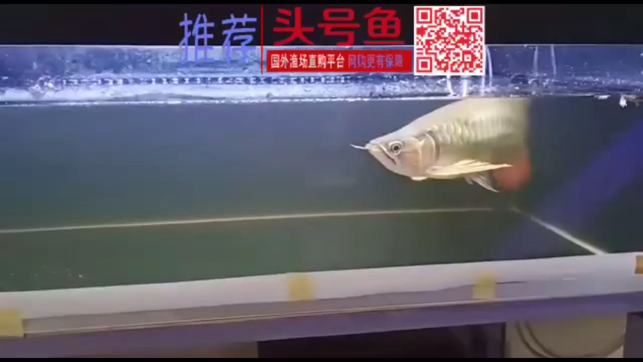 寬身板大三鰭 觀賞魚論壇