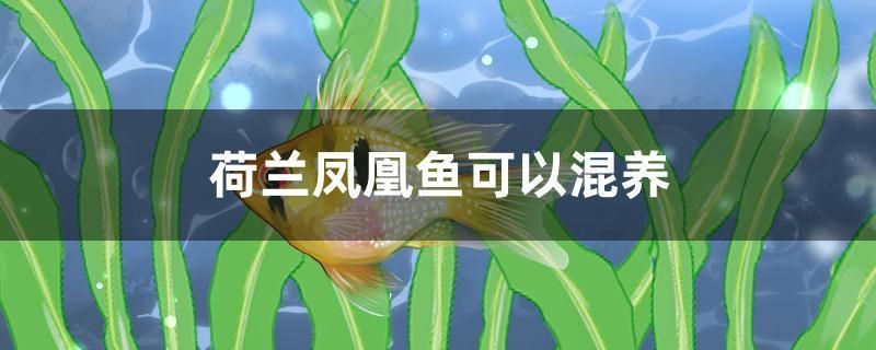 荷蘭鳳凰魚可以混養(yǎng) 紅勾銀版魚