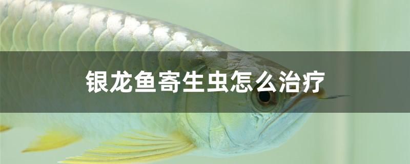 銀龍魚寄生蟲怎么治療