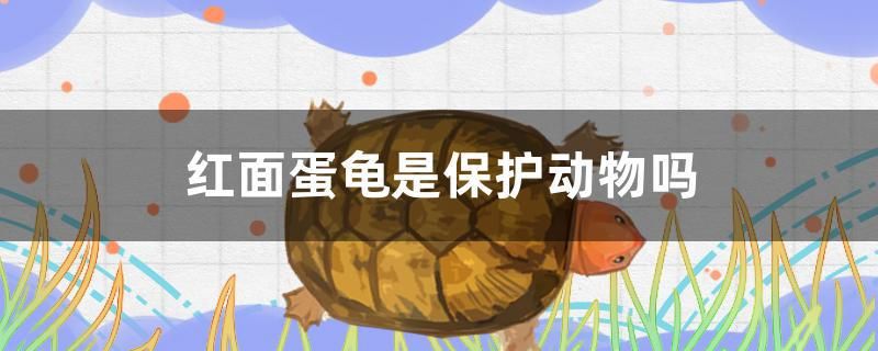 紅面蛋龜是保護動物嗎 黃金河虎魚