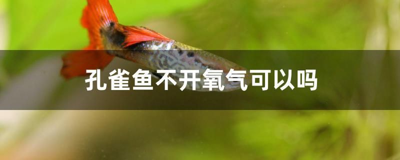 孔雀魚不開氧氣可以嗎 黑金魟魚