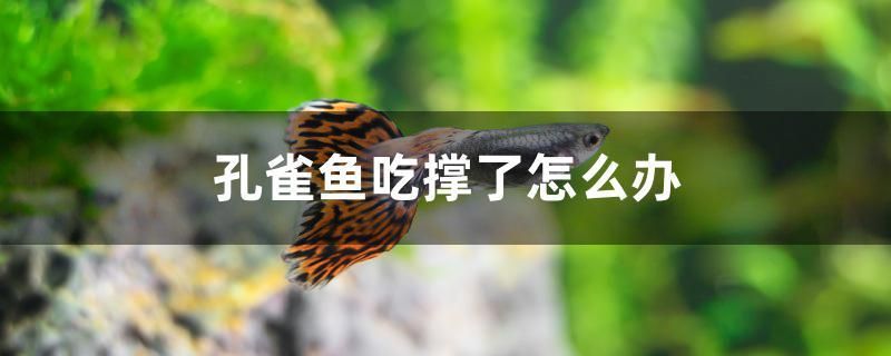 孔雀魚吃撐了怎么辦 潛水泵