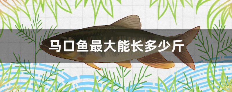 馬口魚最大能長多少斤 丹頂錦鯉魚