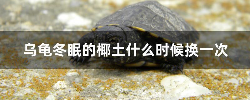 烏龜冬眠的椰土什么時候換一次 丹頂錦鯉魚