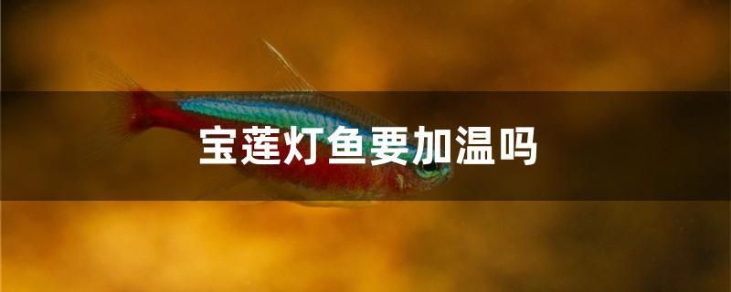 寶蓮燈魚要加溫嗎