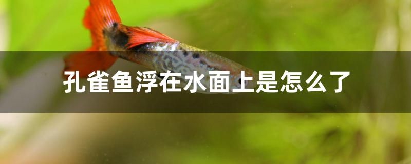 孔雀魚浮在水面上是怎么了