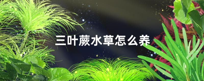 三葉蕨水草好養(yǎng)嗎怎么養(yǎng)