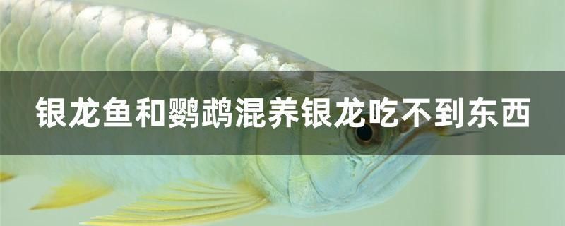 銀龍魚和鸚鵡混養(yǎng)銀龍吃不到東西