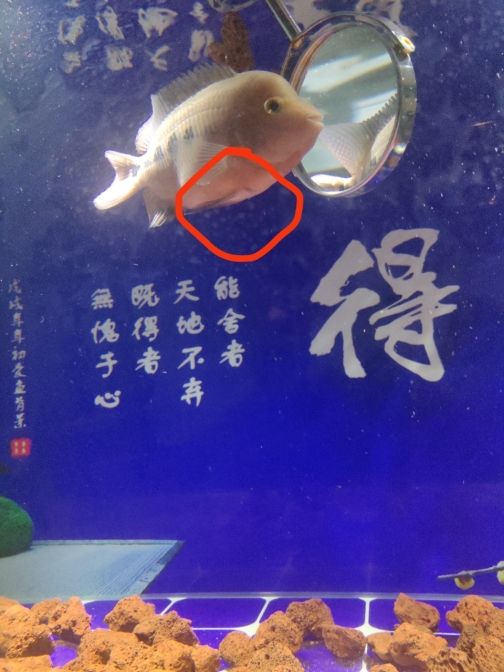 大家給看看這是得什么病了 觀賞魚(yú)論壇 第1張