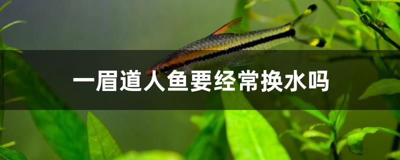 一眉道人魚要經(jīng)常換水嗎 錦鯉魚百科