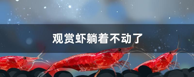 觀賞蝦躺著不動(dòng)了怎么辦 巴西亞魚(yú)苗