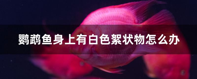 鸚鵡魚身上有白色絮狀物怎么辦