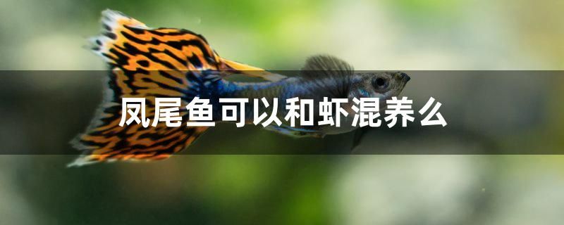 鳳尾魚可以和蝦混養(yǎng)么