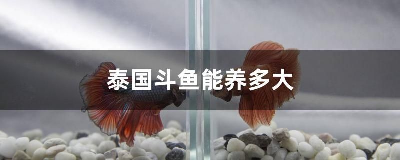 泰國(guó)斗魚能養(yǎng)多大 紅魔王銀版魚