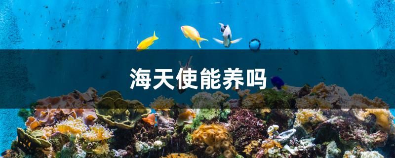 海天使能養(yǎng)嗎