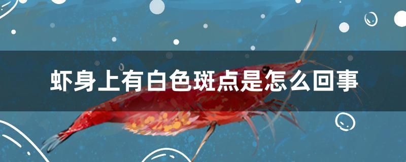 蝦身上有白色斑點(diǎn)是怎么回事 成吉思汗鯊（球鯊）魚